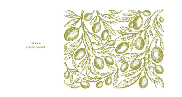 Olive tree, green fruit, branch. Vintage template Olive tree, green fruit, texture branch. Vintage monochrome template. Vector engraving design for mediterranean food print, aroma oil olive fruit stock illustrations