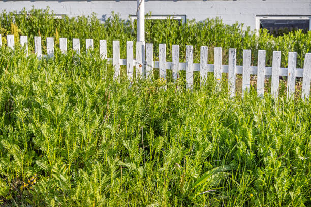 White picket fence in lush arctic surroundings in Qaqortoq - Julianehåb in south west Greenland on a sunny summer day