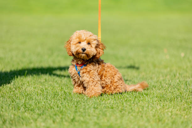 istock Cute Maltipoo dog on green grass 2174375991