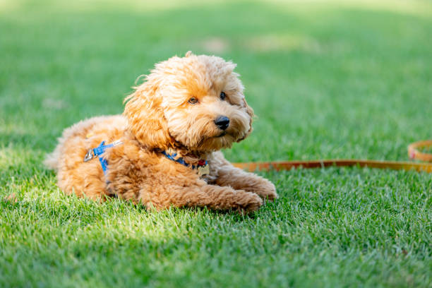 istock Cute Maltipoo dog on green grass 2174375993