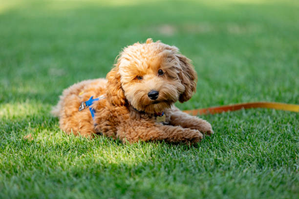 istock Cute Maltipoo dog on green grass 2174375994