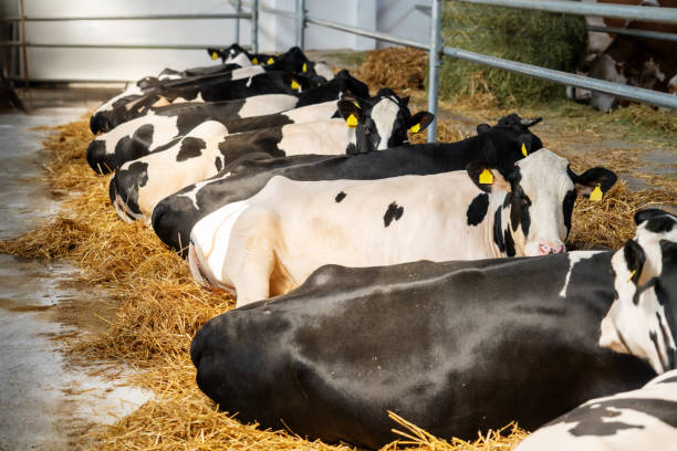 istock Black and white cows resting in a paddock on a dairy farm. 2174380905