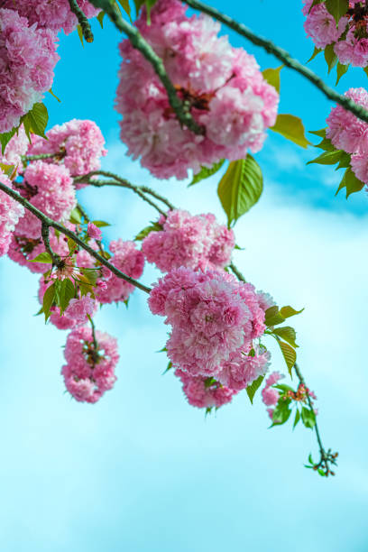 A vibrant display of pink cherry blossoms against a clear blue sky. The flowers are in full bloom, creating a beautiful and delicate scene.