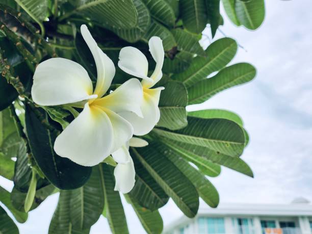 White frangipani flower and leaves