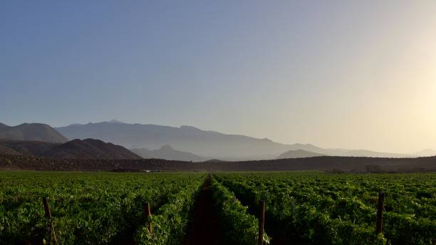 istock Vineyards in Tenerife, Spain 2174382896