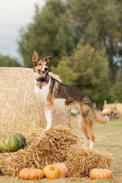 Joyful Dog on Hay Bale with Pumpkins