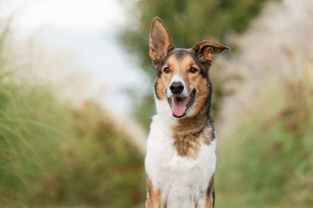 istock Dog Posing in Natural Landscape. Mongrel dog 2174385106