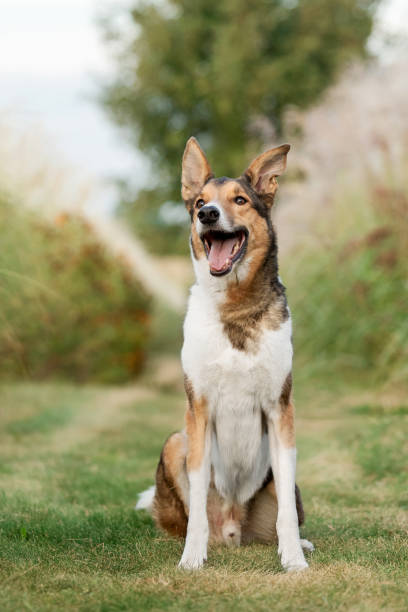 istock Dog Posing in Natural Landscape. Mongrel dog 2174385114