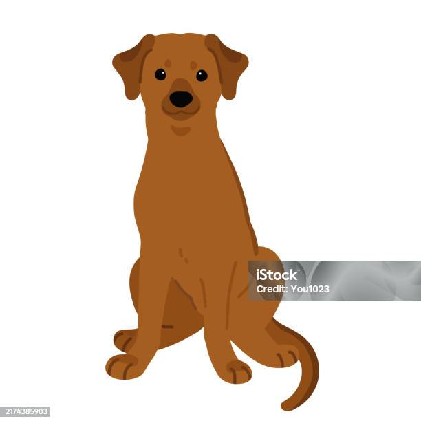 Rhodesian Ridgeback Simple Simple And Adorable Rhodesian Ridgeback Sitting In Front View Stock ...