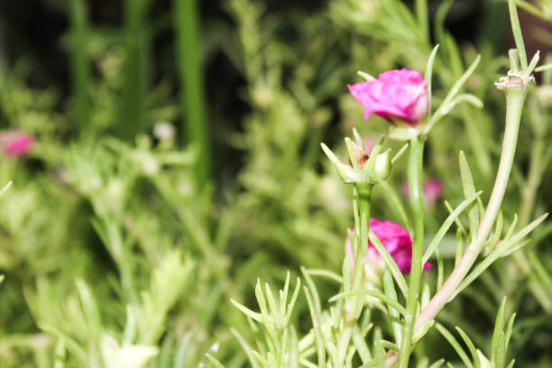 Moss-Rose purslane Portulaca grandiflora is a succulent flowering plant, selective focus