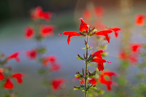 Brilliant red flower with closeup and selective focus, more blossoms in the background are blurred.