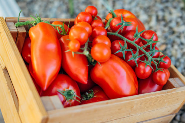 Harvest of ripe tomatoes in a wooden crate, organic vegetables, local vegetables