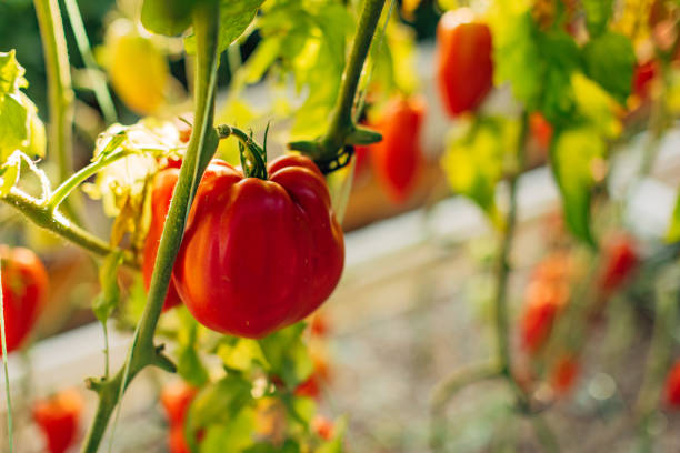 istock Close-up of tomatoes ripening in a hydroponic system greenhouse 2174390589