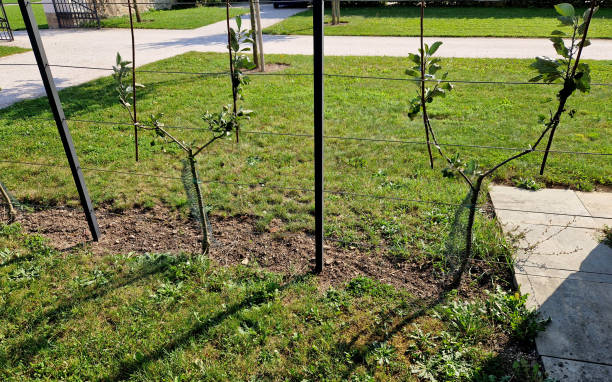 istock apple trees grown in flat vertical palmettes. branching at sharp angles. a strip of flowerbed with a curb of paving granite blocks. undergrowth under the berries of wild strawberries 2174392691