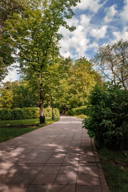 A path in the park surrounded by green vegetation.
