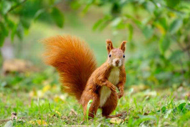 istock funny, focused squirrel standing on two legs. wild animal squirrel standing on its hind legs among yellow autumn leaves. animal in the park autumn season in the morning. blurred background 2174394175
