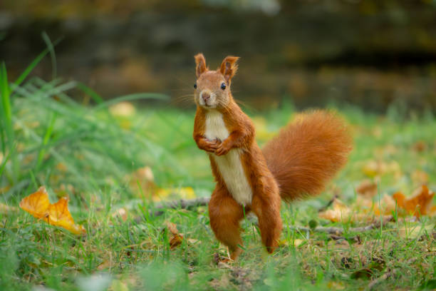 istock funny, focused squirrel standing on two legs. wild animal squirrel standing on its hind legs. animal in the park autumn season in the morning. blurred background. 2174394176
