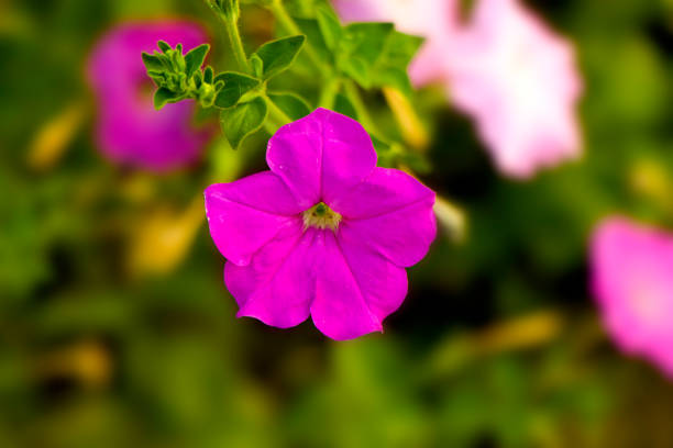This stunning close-up captures the delicate beauty of a light pink flower, showcasing its soft, velvety petals that radiate a gentle glow. The intricate details of the flower's structure, including the subtle gradients of color and the intricate patterns of the petals, create a captivating focal point