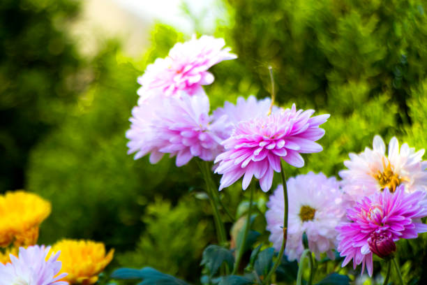 Close-up of vibrant pink flowering plants in full bloom, showcasing intricate details of the petals and natural textures.