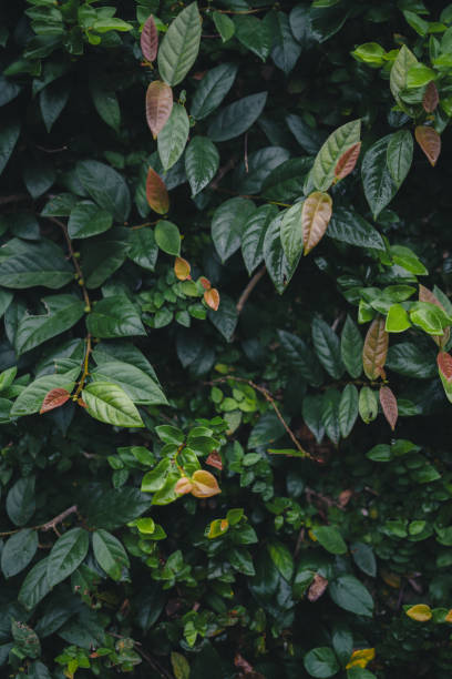 istock Dark tropical leaves background 2174400473