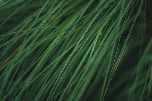 Dark grass background in rainy season,Abstract face