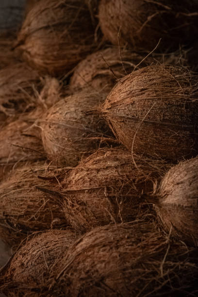 istock Close up of a dry coconuts. Unpeeled Coconuts, Cocos nucifera. Semi husked coconuts. 2174402260