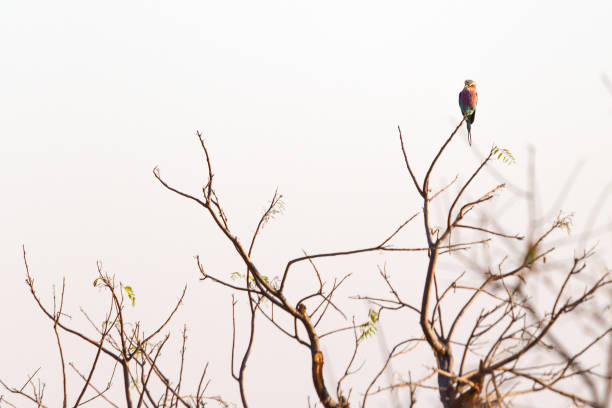 A Lilac Breasted Roller in South Africa