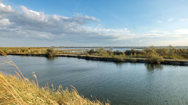 istock Wetlands in the Po River Delta 2174403276