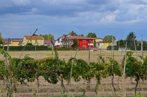 istock Grapes growing in the wetlands in the Po River Delta 2174403423