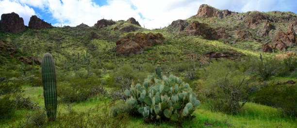 istock After The rain Sonora Desert Arizona Picacho Peak State Park 2174404326