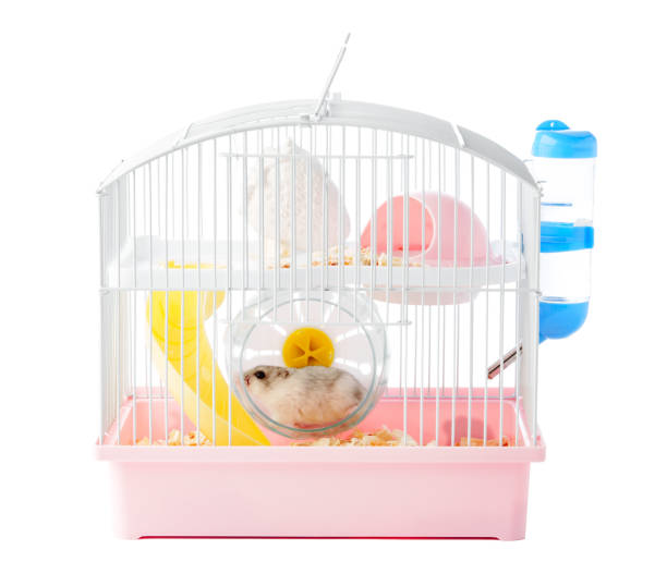 istock A curious hamster exploring its brightly colored habitat on a sunny afternoon 2174404608