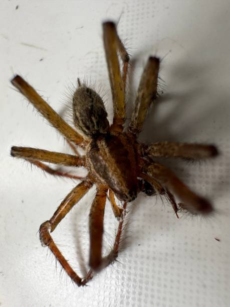 istock Genus Agelenopsis also known as a grass spider 2174406963