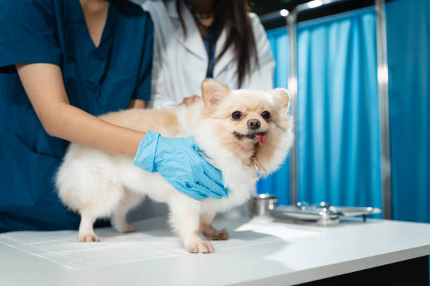 veterinarian and an assistant, Injection dogs.