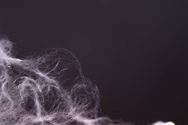 Close-up of a spider web on a dark background