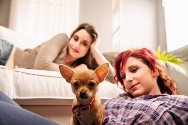 istock Puppy's funny face amuses adoring young women 2174412886