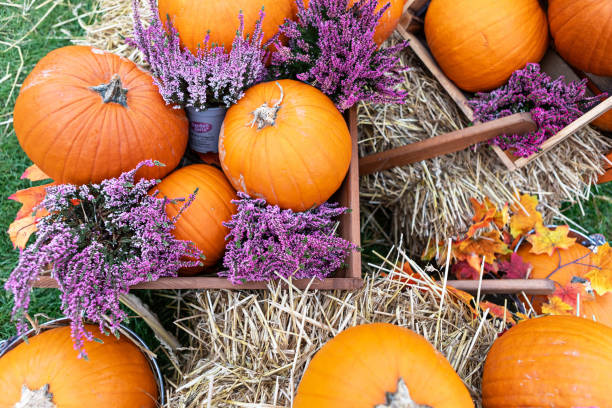 istock Rustic Autumn Pumpkin and Gourd Still Life with Hay and Heather Display 2174413094