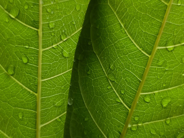 istock close up green leaf with water drop on the background 2174413603