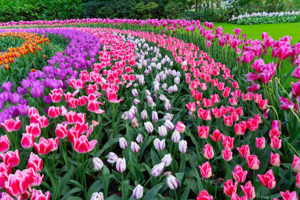 istock Rows of tulip flowers 2174414566