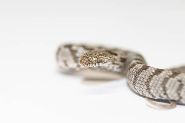 istock A European Cat Snake or Soosan Snake, Telescopus fallax, white background, selective focus, close-up. 2174416480