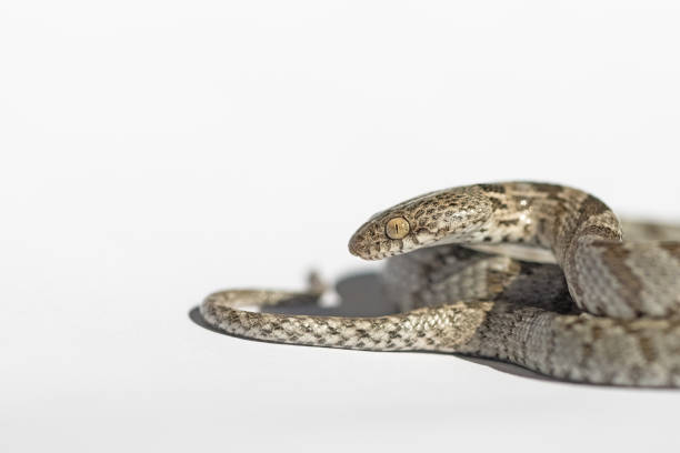 istock A European Cat Snake or Soosan Snake, Telescopus fallax, white background, selective focus, close-up. 2174416567