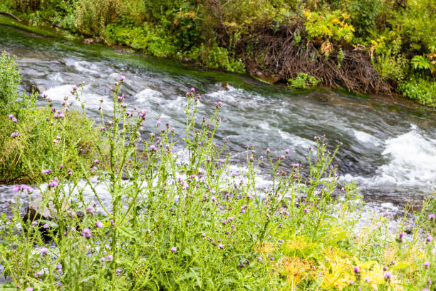 thistle grass on Arpa riverside of Jermuk waterfall on rainy summer day in Vayots Dzor province, Armenia