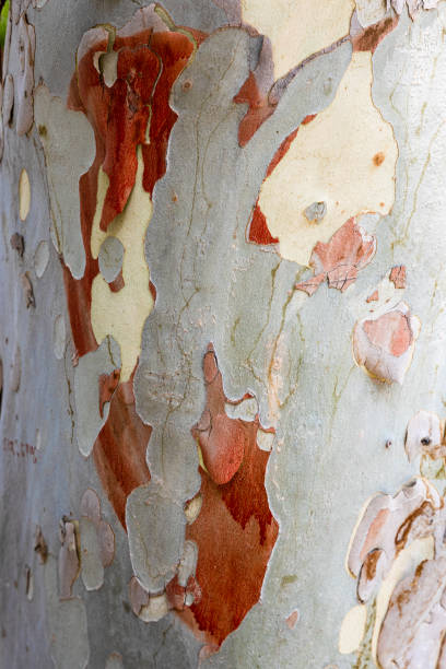 istock colorful old sycamore trunk bark close up 2174420989