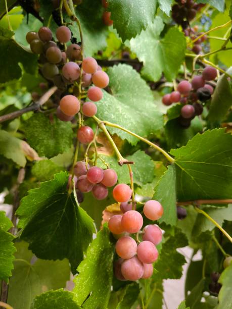 istock bunch of grapes 2174425436