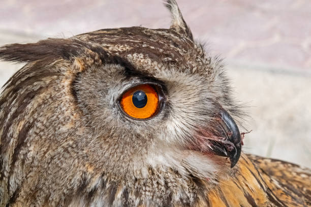 A close-up showing the intense gaze of a Eurasian Eagle Owl. Latin name Bubo bubo, selective focus.