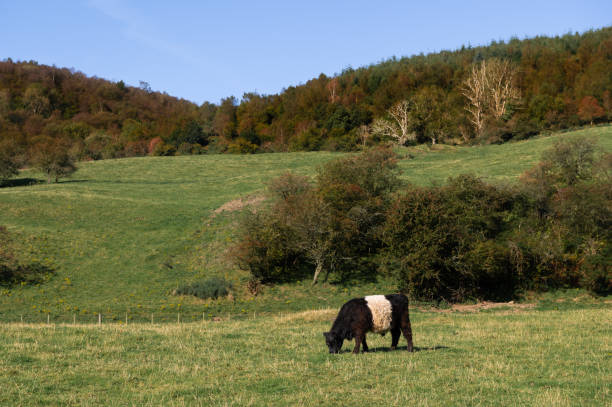 istock One belted galloway cow grazing in a field 2174427172