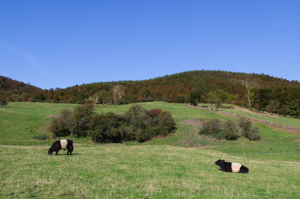 istock Two Belted Galloway cows in a field 2174427367