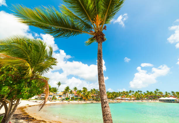 istock Palm trees and turquoise water in a tropical beach 2174427526