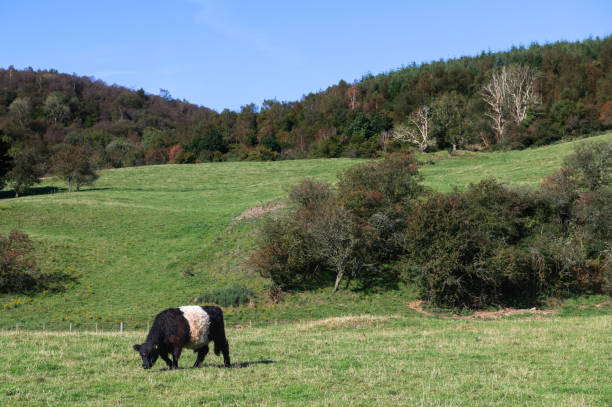 istock One Belted Galloway cow grazing on a sunny morning 2174427536