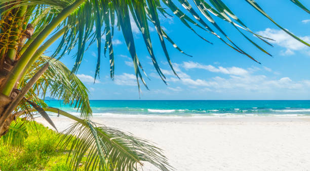 istock Palm tree and white sand in a tropical beach 2174427874