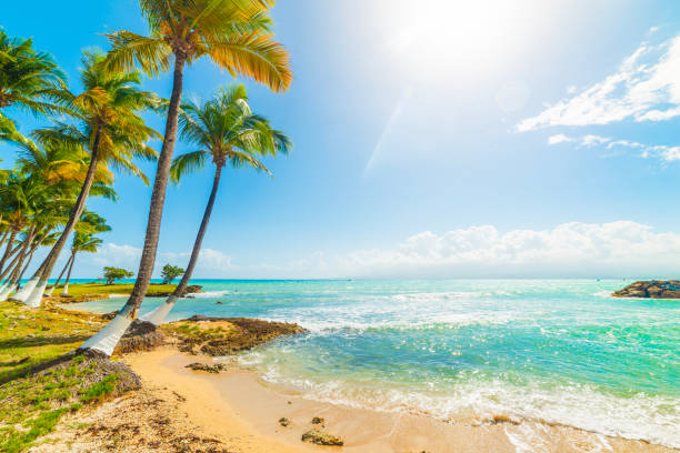 istock Sun shining  over a tropical beach with palm trees and tuquoise water 2174429977